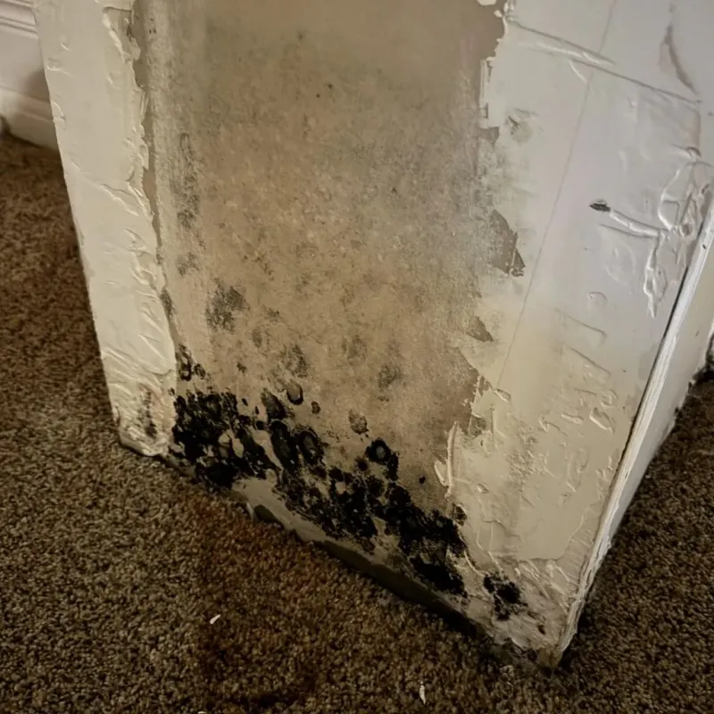 Professional Mold Removal in Conyers, GA